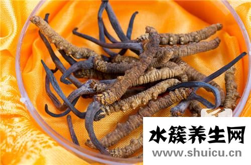 冬虫夏草可以泡水喝吗