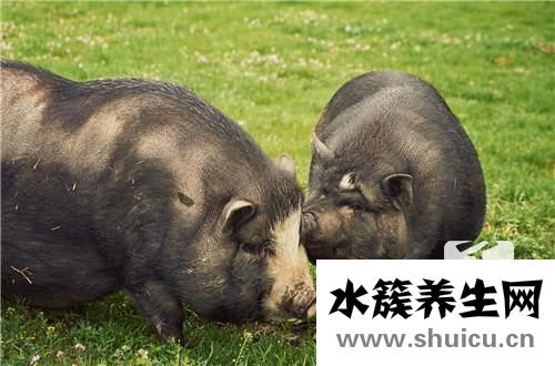 小孩炖什么汤增强体质