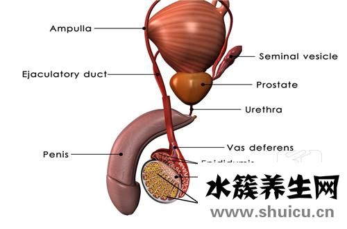 冠状沟敏感