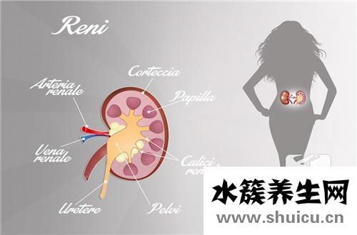 吃羊腰子