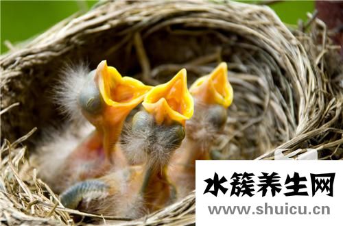 经期可以吃燕窝吗