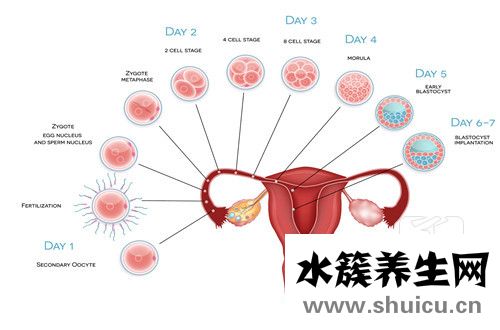 卵泡不圆是质量不好吗