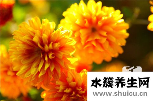可以播放