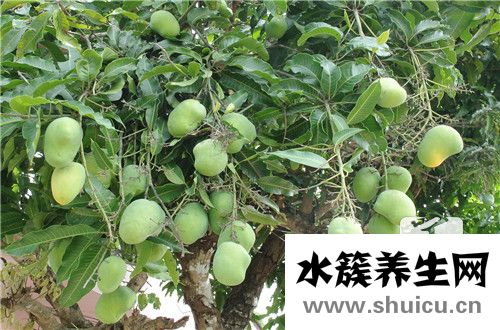 吃芒果为什么月经停了 吃芒果月经会停吗
