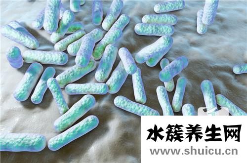 优质卵泡