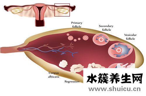 排卵期和排卵日哪个容易怀孕