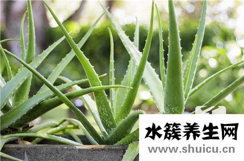 孕妇为什么不能吃芦荟 孕妇能吃芦荟吗？