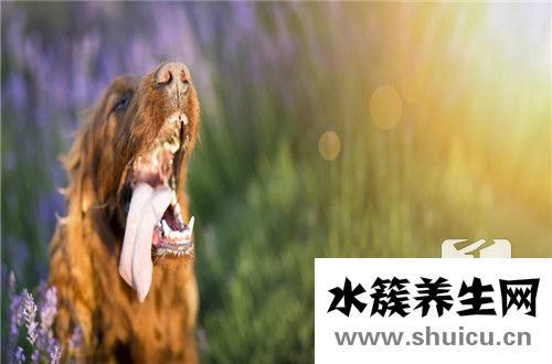 被猫咬后发病的前兆是什么？被猫咬后的症状