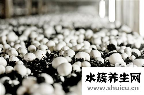 诺丽果酵素具有什么功效？诺丽果酵素的功效有什么？
