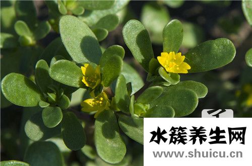 寻常疣用什么药膏除根