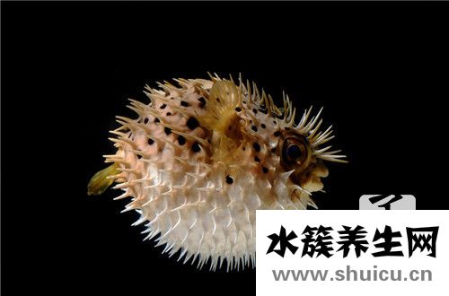 吃河豚中毒的症状有哪些？河豚中毒会有什么反应？