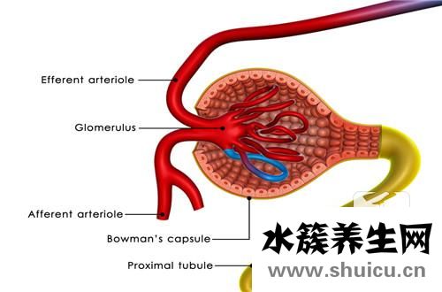 狼苍性肾炎有什么症状？狼疮性肾炎有什么症状