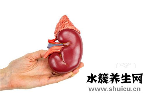 红斑狼苍