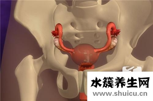 胆囊肿瘤