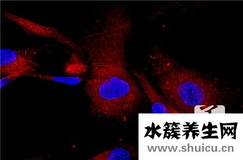 骨髓是什么