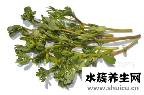马齿苋治疗痔疮