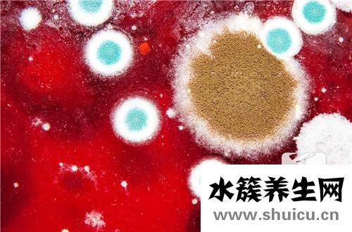 阴道念珠菌