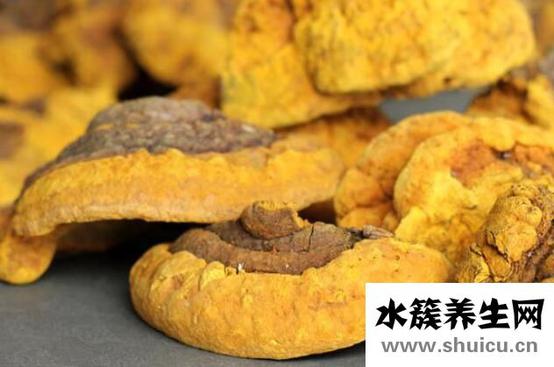 桑黄的功效与作用