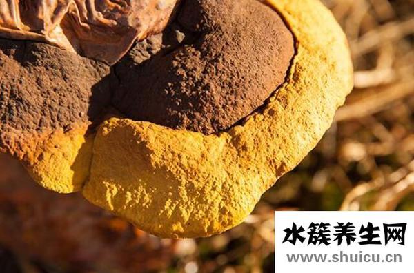 桑黄的功效与作用