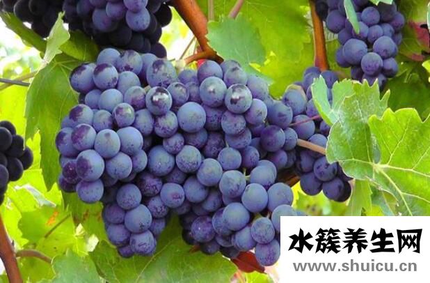 清肺的食物