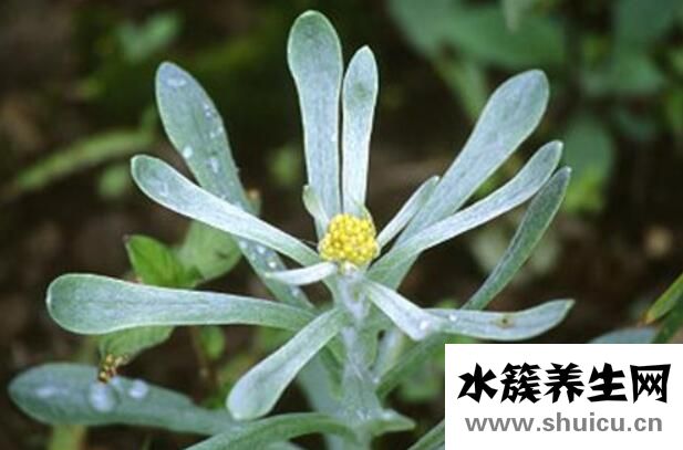 清明草的功效与作用