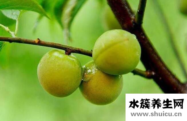 随便果的作用与功效