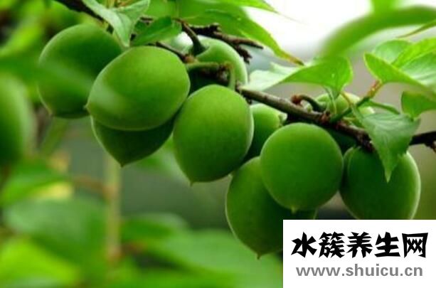 随便果的作用与功效