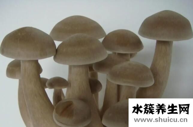 吃鹿茸菇有什么功效？鹿茸菇的功效与作用