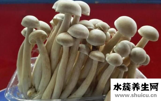 鹿茸菇的功效与作用