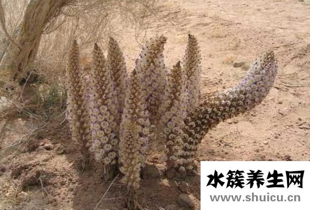 肉苁蓉三种人不能吃