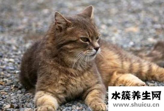 被猫抓伤得狂犬病的几率