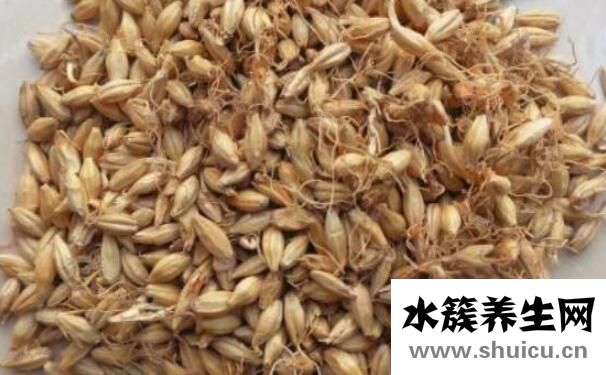 生麦芽泡水喝的功效