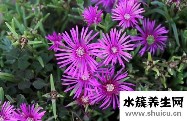 返魂草的禁忌