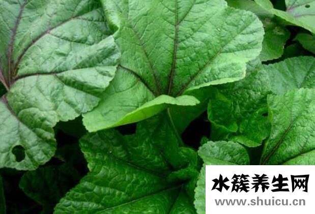 冬寒菜的功效与作用