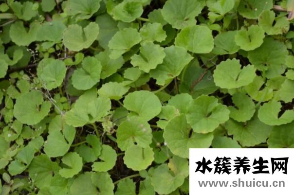 马蹄草的功效与作用