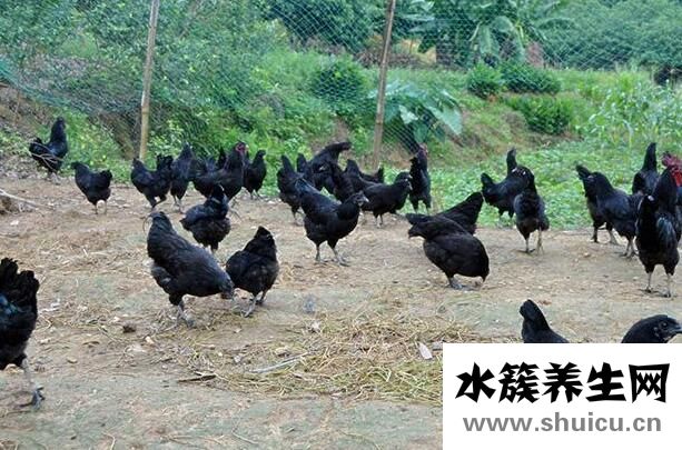 五黑鸡的功效与作用