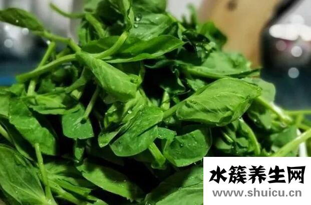 豌豆尖对身体有什么好处？豌豆尖的功效与作用