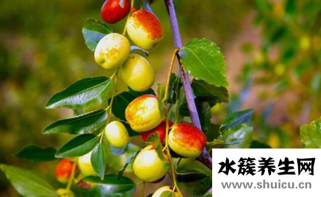 什么水果维生素c含量高