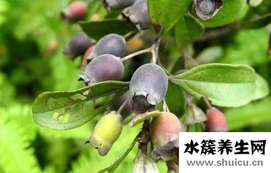 捻子酒功效