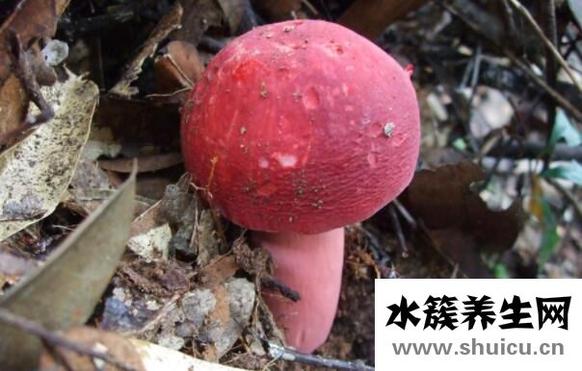 吃红菇的禁忌