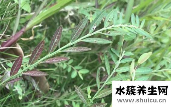 蜜甘草的功效与作用