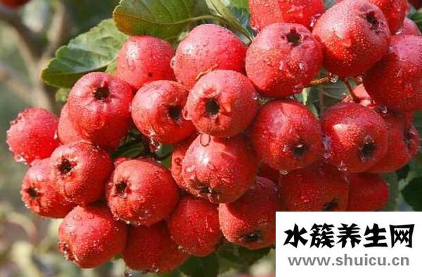 山楂的禁忌与副作用