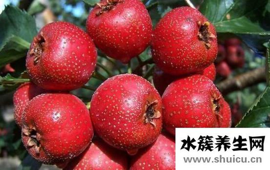 山楂的禁忌与副作用