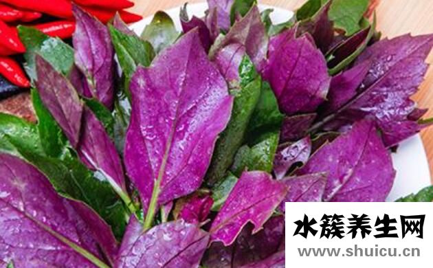 红凤菜的功效与作用