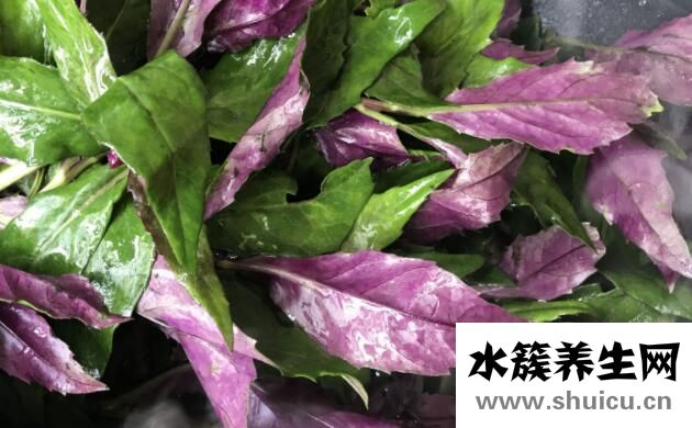 红凤菜的功效与作用