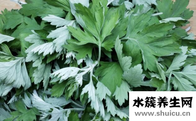 最有效的11种驱蚊方法