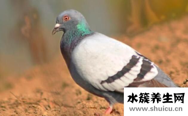 鸽子哪五种人不能吃