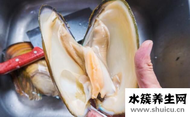河蚌肉的功效与作用