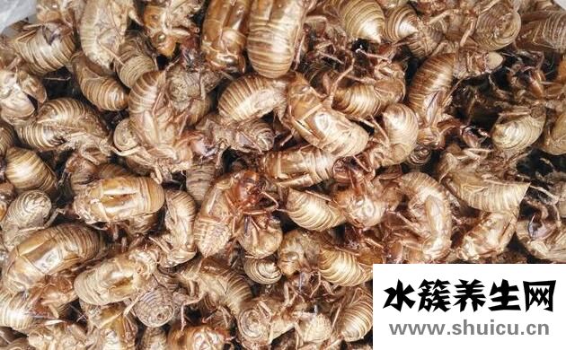 知了壳有什么药用