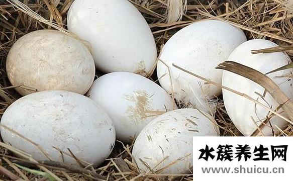 吃鹅蛋的功效有哪些？鹅蛋的功效与作用及禁忌